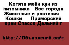 Котята мейн-кун из питомника - Все города Животные и растения » Кошки   . Приморский край,Спасск-Дальний г.